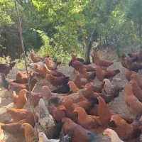 مرغ و خروس گلپایگانی، سلطان