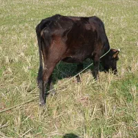 گاو با گوساله ماده|حیوانات مزرعه|صومعه‌سرا, |دیوار