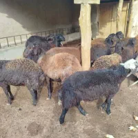 نر بره چاق|حیوانات مزرعه|آزادشهر, |دیوار