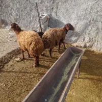 میش بره|حیوانات مزرعه|بیرانوند, |دیوار