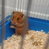 همستر ماده با وسایل