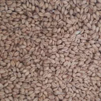 گندم پیشگام درجه یک