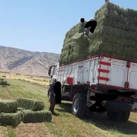 کاه گندم|لوازم جانبی حیوانات|اصفهان, آزادگان|دیوار