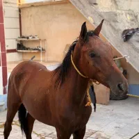 کره اسب نریان|اسب و تجهیزات اسبسواری|برازجان, |دیوار