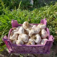 سیر تازه امسالی کاملا خشک