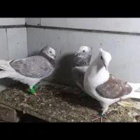 27عدد رنگه|پرنده|مشهد, بلال|دیوار