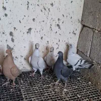 کبوتر|پرنده|وحدتیه, |دیوار