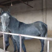 اسب|اسب و تجهیزات اسبسواری|سنندج, |دیوار