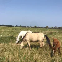 فروش  اسب|اسب و تجهیزات اسبسواری|رامسر, |دیوار