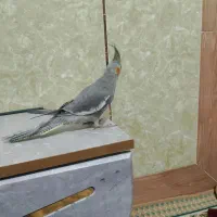 عروس هلندی|پرنده|زابل, |دیوار