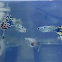 گوپی تایگر هالفمون|ماهی|اصفهان, شهرک ولیعصر|دیوار