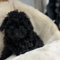 توی پودل بلک