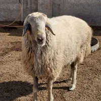 قوچ کبود ۳ ساله فروشی(قوچ بز میش بره)|حیوانات مزرعه|جوادآباد, |دیوار