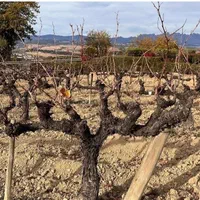 آبیاری قطره ای لوله کشی باغات و مزارع.|خدمات باغبانی و درختکاری|مشهد, سازمان آب|دیوار