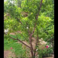 فروش باغ ویلا مبارکه