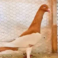 یهودی زرد سرخ