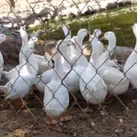 قو غاز اصیل