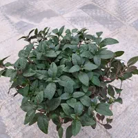 فروش گل های چمنی و آپارتمانی|گل و گیاه طبیعی|مراغه, |دیوار