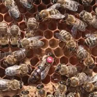 زنبور عسل|حیوانات مزرعه|پاکدشت, پاکدشت (مامازند)|دیوار