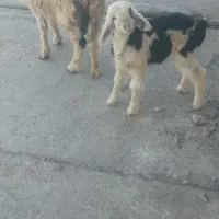میش با بره ماده در باغملک