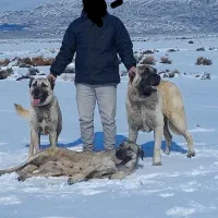 کانگال اصیل