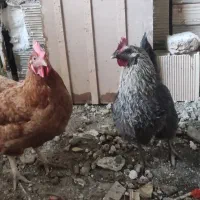 مرغ تخم گذار
