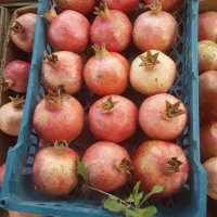 انار درجه ا|عمدهفروشی|فیروزآباد (فارس), |دیوار