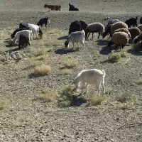 فروش دام زنده داشتی|حیوانات مزرعه|سمنان, |دیوار