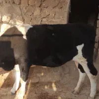 گاو ماده|حیوانات مزرعه|ایوان, |دیوار