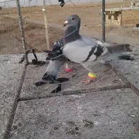 کفتر جنگی|پرنده|سبزوار, قصبه شرقی|دیوار