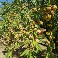 نهال دیرگل پربار مناسب مناطق سردسیر|خدمات باغبانی و درختکاری|اراک, |دیوار