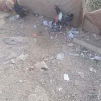 مرغ و خروس|حیوانات مزرعه|چمران, |دیوار