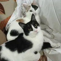 گربه خانگی