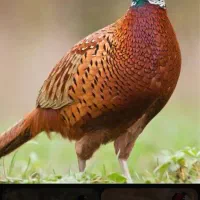 فروش یک عدد مرغ نر تشان ها ستم