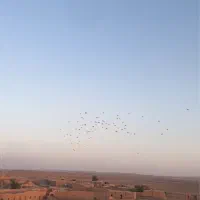 کفتر پرشی و جفتگا|پرنده|اسفراین, |دیوار