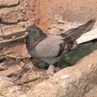 چن جفت کبوتر کنده|پرنده|شهرکرد, |دیوار