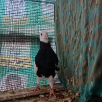 کبوتر طوقی نر