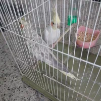 عروس هلندی