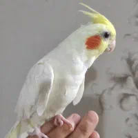 عروس هلندی نر|پرنده|شیراز, دلجو|دیوار