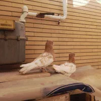 چهار جفت کفتر کله زرد و سرخ