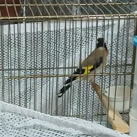 سهره مست جفتی