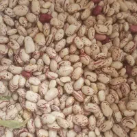 لوبیا چیتی سراب|خوردنی و آشامیدنی|هریس, |دیوار