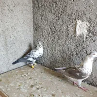 کبوتر|پرنده|شیراز, جوادیه|دیوار