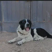 توله سگ قرجونی|سگ|داراب, |دیوار