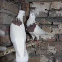 طوقی|پرنده|دورود, |دیوار