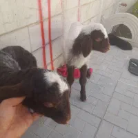 بره سه قلو