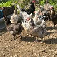 تخم مرغ گلین ریشو پنگونی و برهما لایت و برهما کوکو|حیوانات مزرعه|چالوس, |دیوار