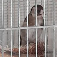 سهره ماده جوجه قفس آماده