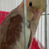 عروس هلندی|پرنده|فلاورجان, |دیوار