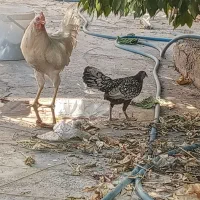 خروس و جوجه سیبرایت